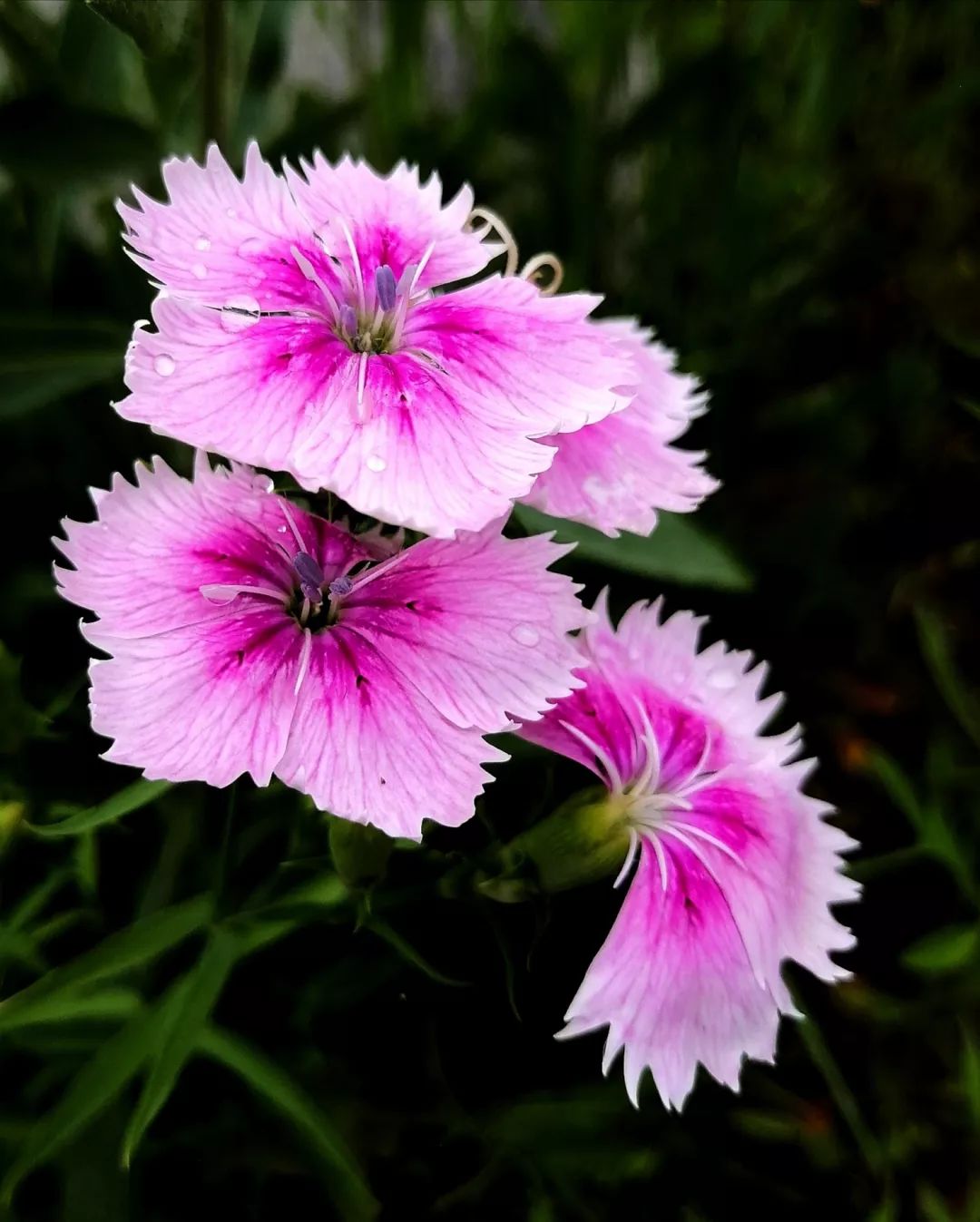 美图分享丨手机摄影佳片有约第786期