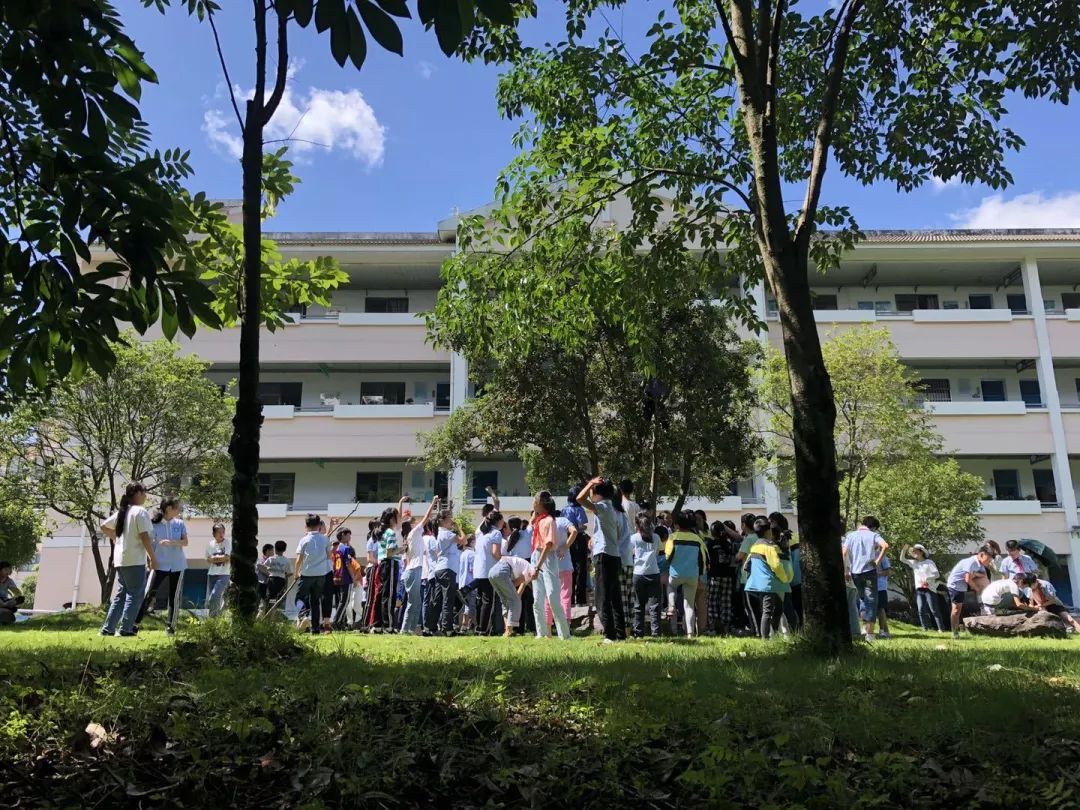 校园里的杨梅熟了这所学校的孩子不再望梅止渴