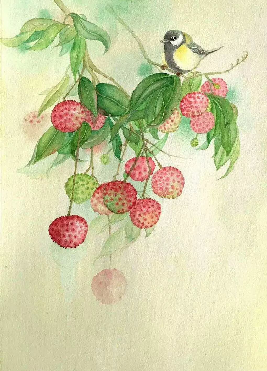 用水彩绘一枝荔枝惊艳了时光画画打卡第20期