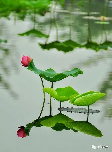 夏荷开清风来