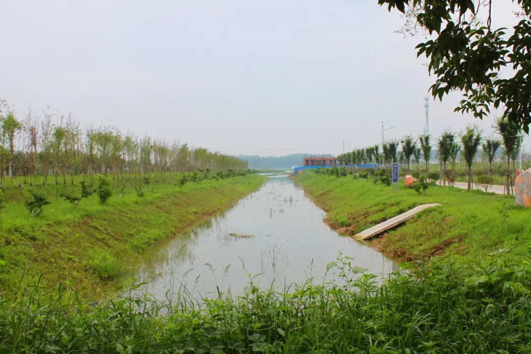 選擇小徑流入河口或河道一段建設人工淨化池,增強生態功能,提高水質