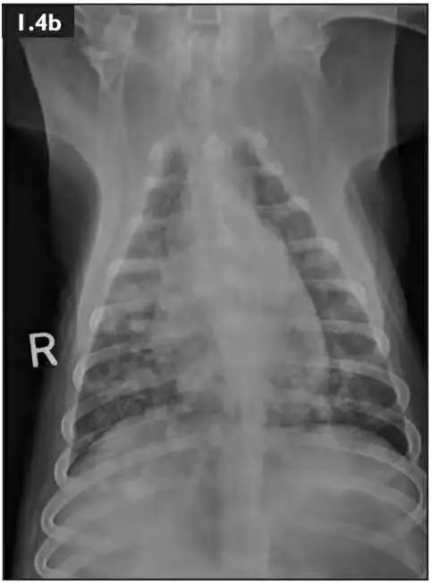 这例腹部膨胀老年犬的胸片你怎么分析?