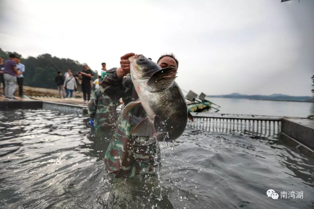 南湾湖因水质好,无污染,因此所产南湾鱼不仅肉鲜味美,肥美可口,而且