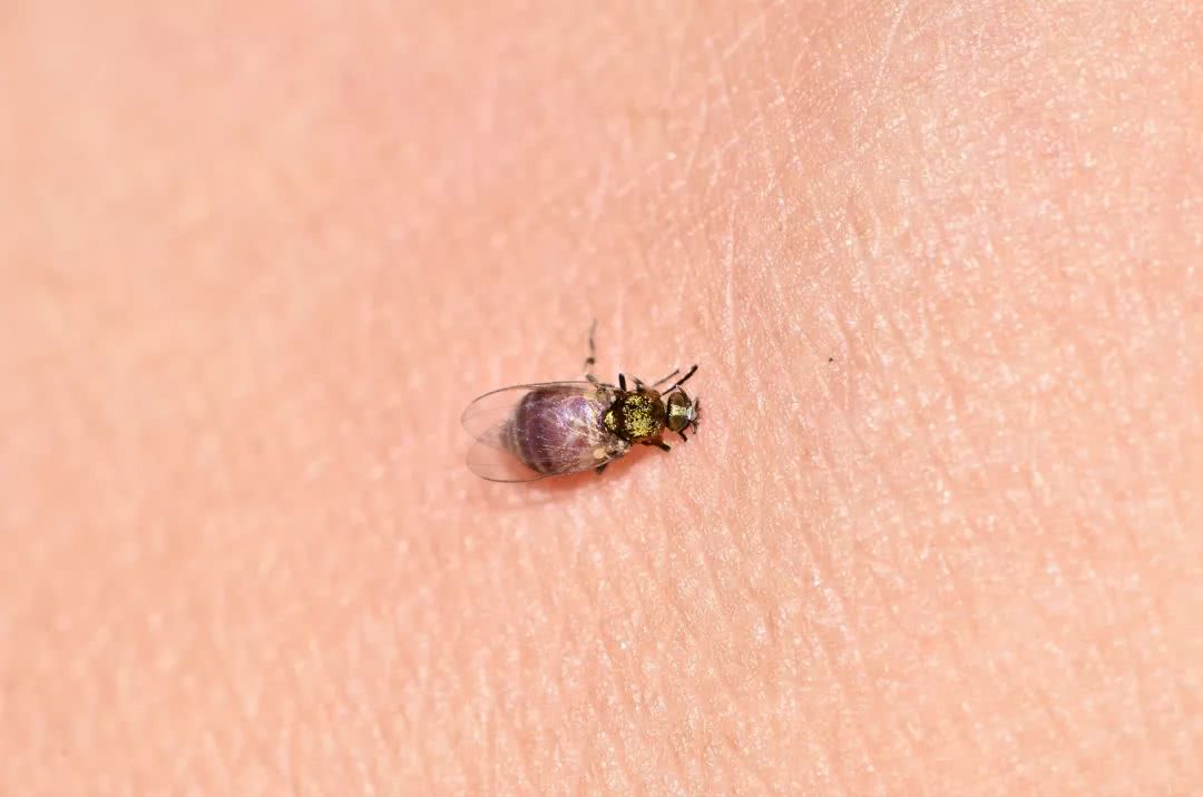 这些吸血虫竟然有点可爱呕呕呕