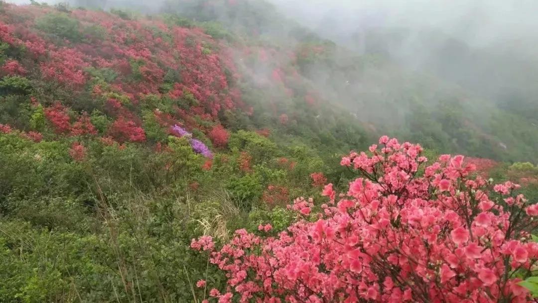 风景宜黄61芙蓉出云天