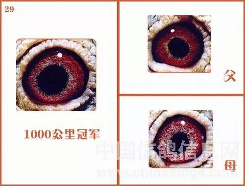 全黑眼志信鸽配对图片图片