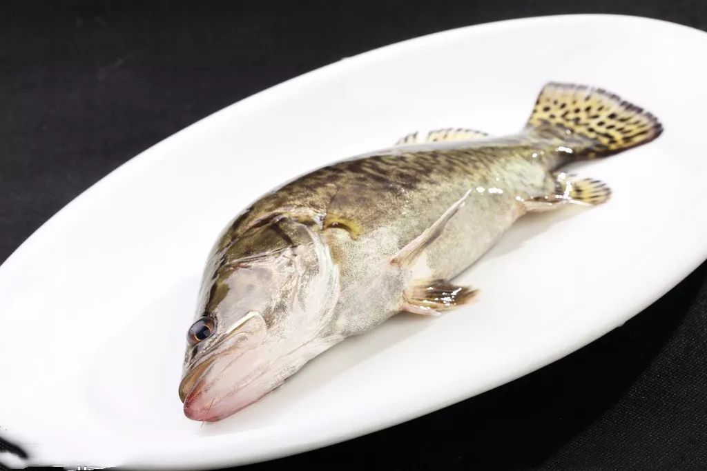 白剑波专栏盘龙鱼