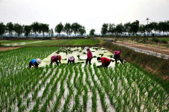 洛阳也有水乡六月黄河岸边人们插秧种田忙