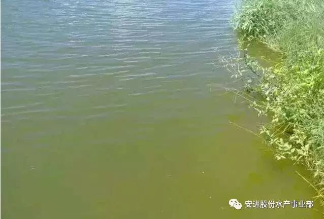 水产养殖池塘常见水色及调控方法