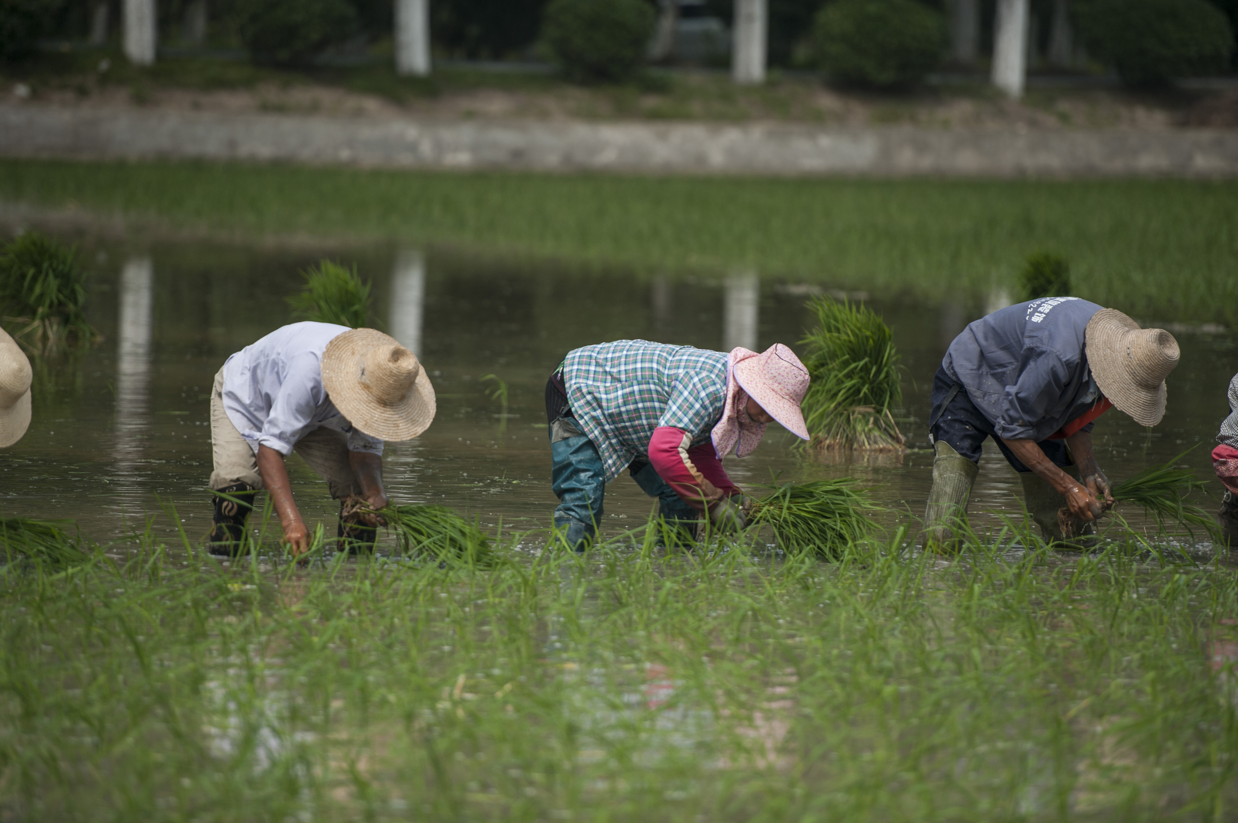 安徽合肥:夏至之前 農民忙插秧