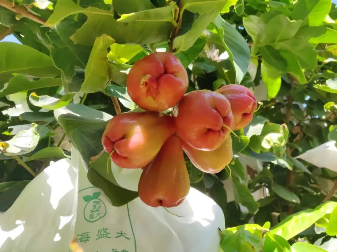 清甜爽脆攀枝花莲雾上市想去采摘这样走