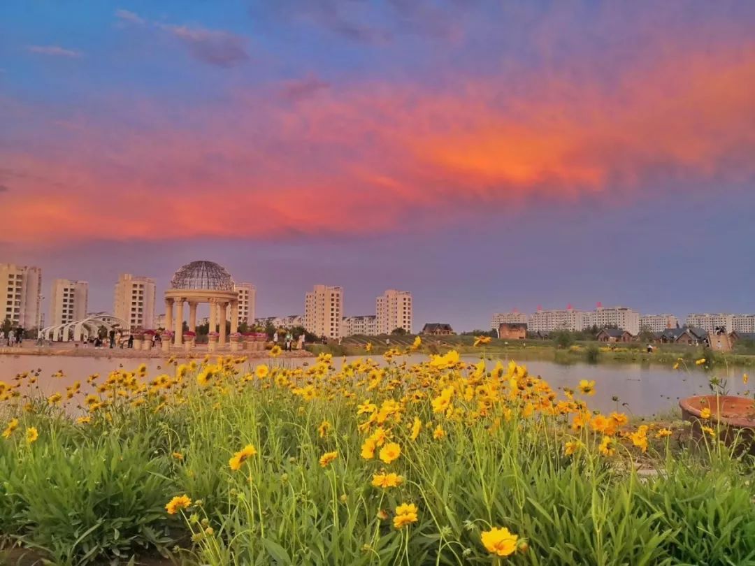 紫金花海的金色傍晚