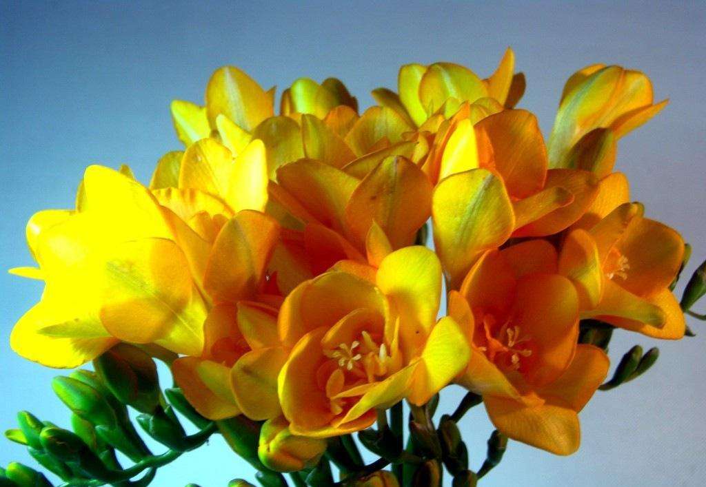 香雪兰花图片 来自搜狐网