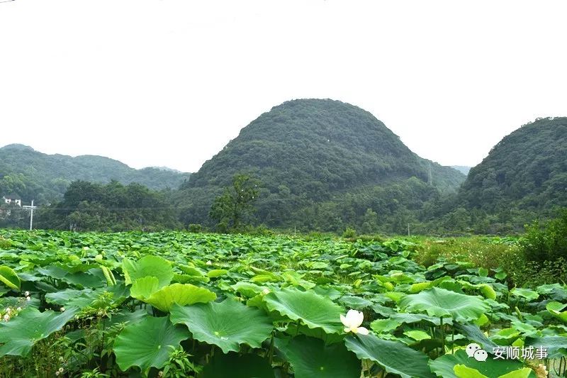 安顺幺铺十里荷塘景区图片