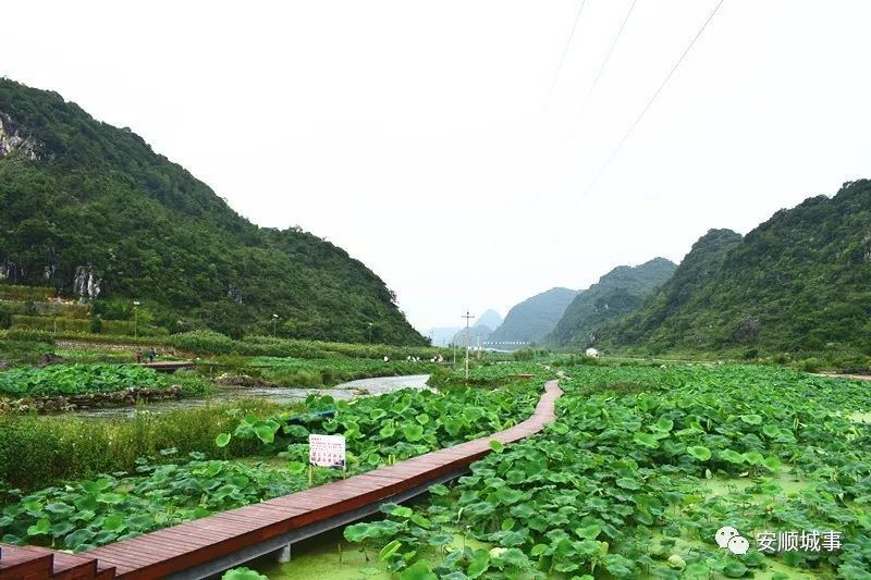 安顺幺铺十里荷塘景区图片