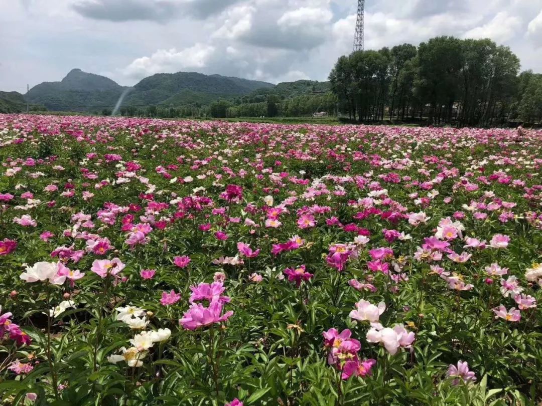 宝鸡这里竟藏有百余亩芍药花海绝对小众美得一塌糊涂