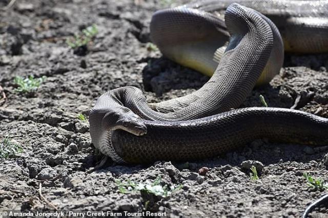一条橄榄蟒吐出一条大小与它不相上下的蛇胆小勿入