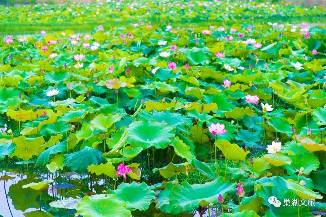 的水面上布满了青翠欲滴的荷叶,一朵朵娇艳的荷花盛开在清澈的池塘里