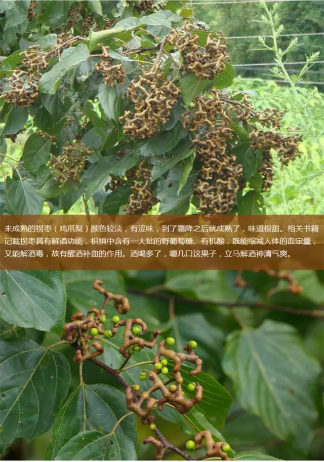 它称为万寿果可治疗多种疾病