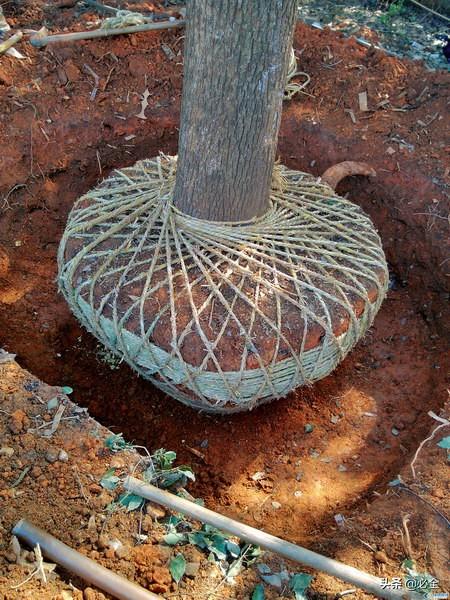 绿化苗木在移植时土球破散的原因及防御措施