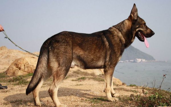 地球上3大最威猛的军犬品种,中国昆明犬上榜,你见过吗?