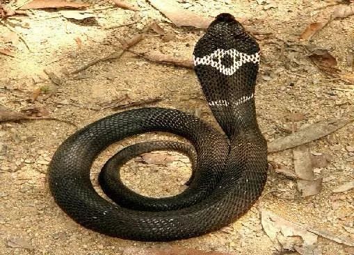 表示其攻击性和毒性之强;虎斑颈槽蛇俗称鸡冠蛇,野鸡脖子的虎斑颈