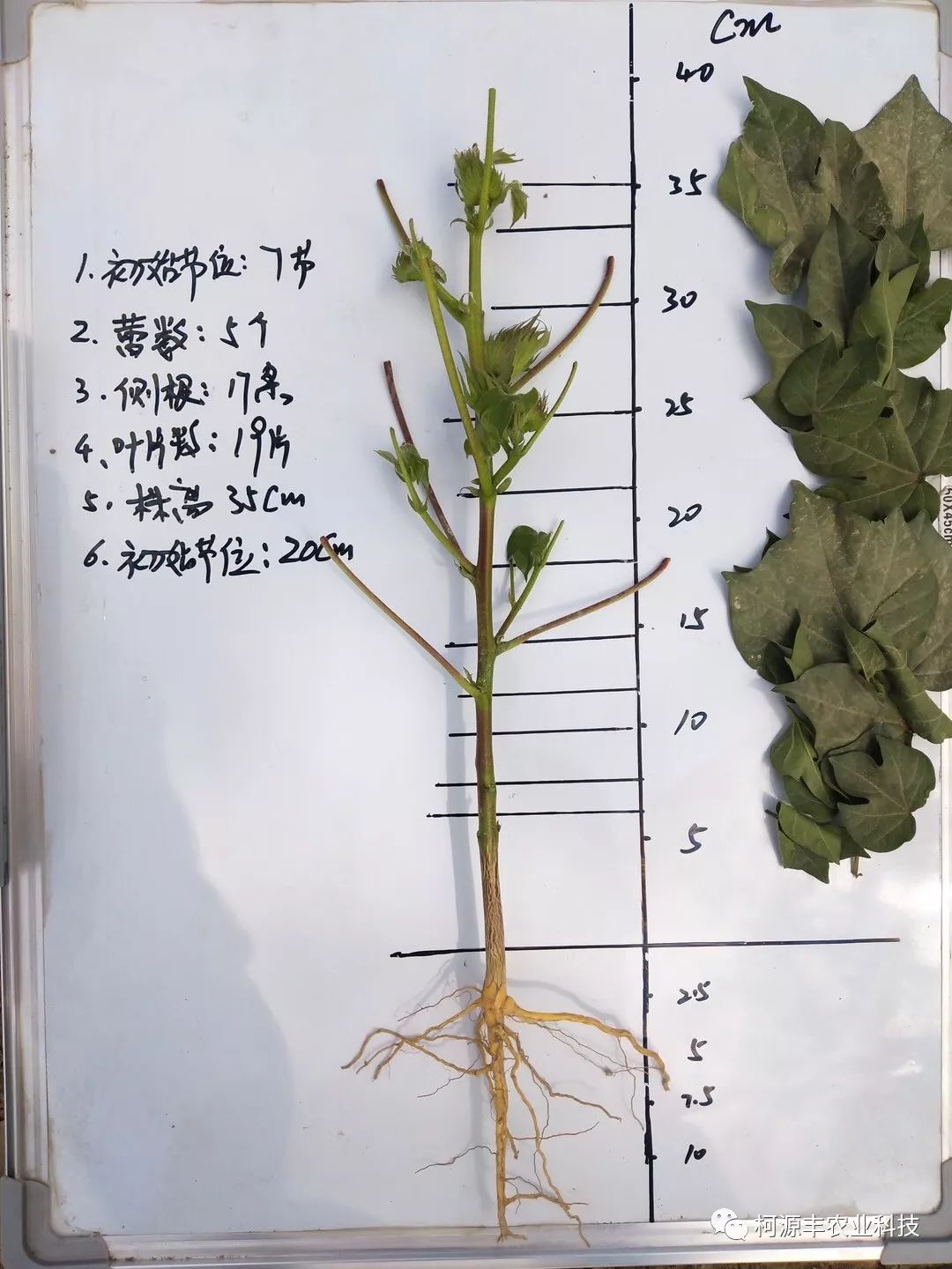 您的棉花今年几号封行?