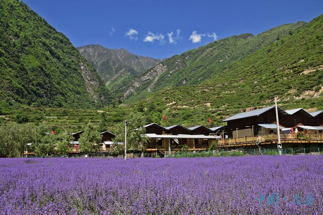 茂县太平镇杨柳村薰衣草盛开