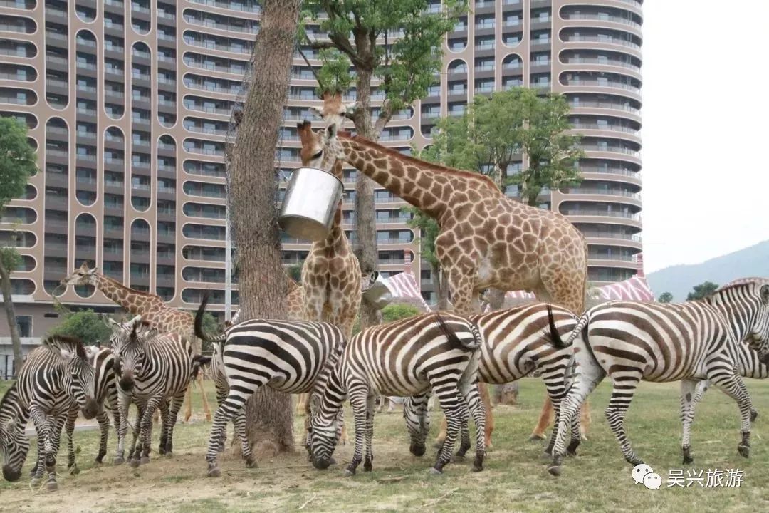 【縣區聯動】龍之夢動物園目前只開了三分之一?460元就能玩轉龍之夢?