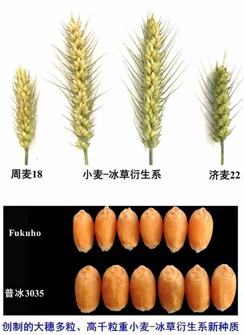 小麦颖果纵切图片