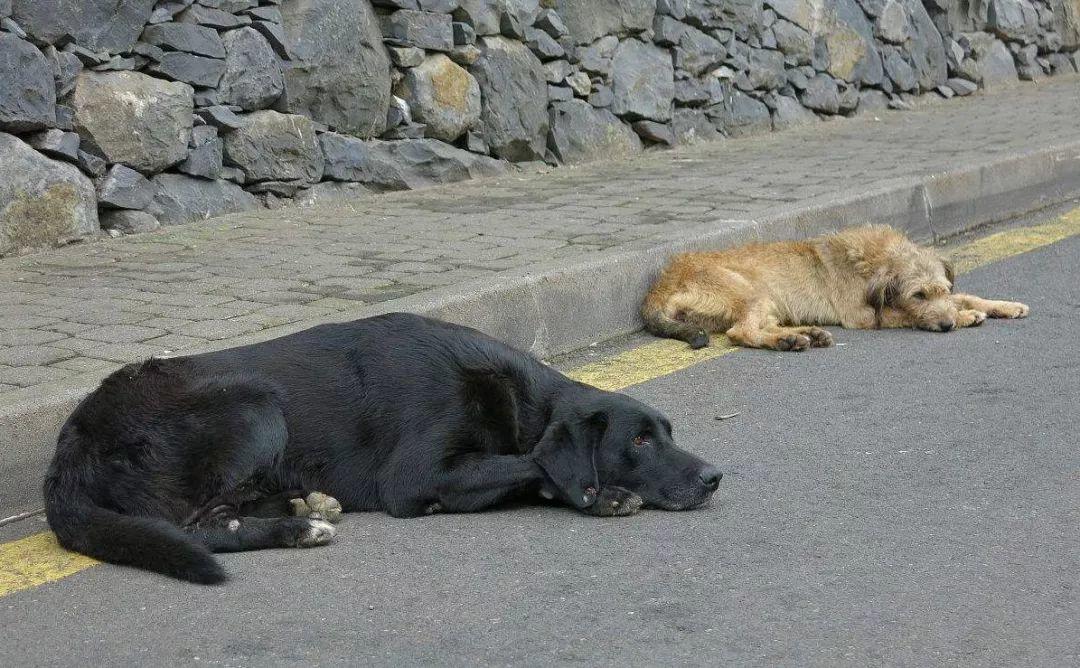 流浪并不是狗狗想要的归宿