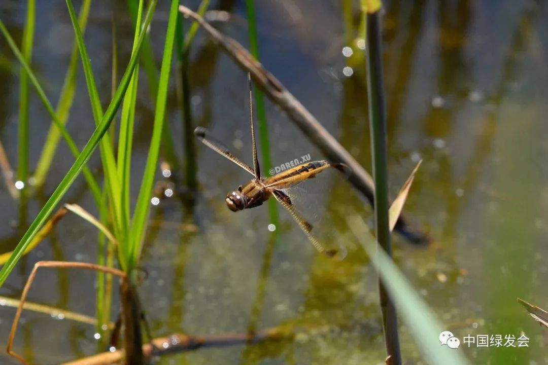 中华低斑蜻保护地天津再次惊现低斑蜻绿会致函有关部门请求支持