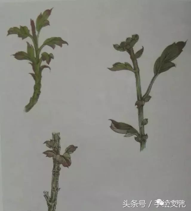 步骤1:用淡墨勾勒菊花花瓣,用重墨勾勒菊花叶及菊花茎.