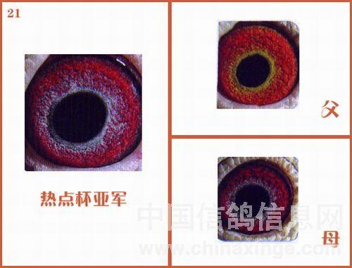 图集冠军的鸽眼配对实例