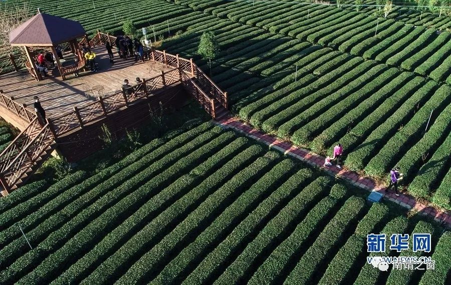 "飞阅"中国】福建漳州:生态茶园探新路