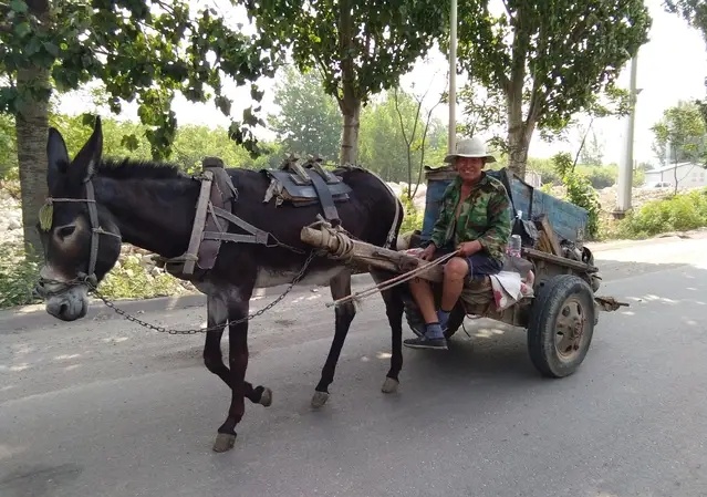 在这个特殊的日子里,62岁掏粪工大爷依旧像往常一样,赶着装粪便的驴车