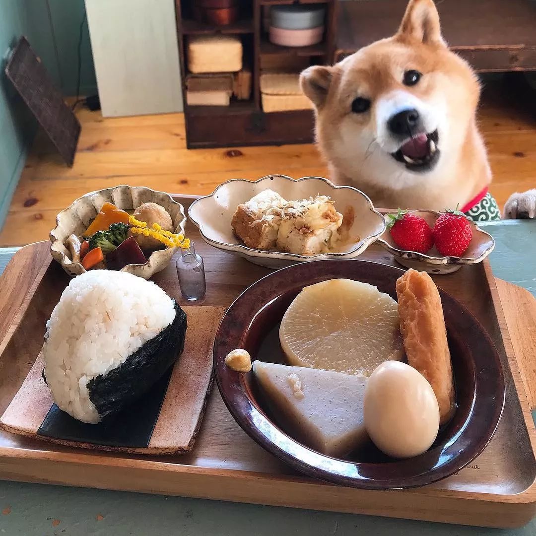 日本柴犬陪主人吃饭的照片火爆网络萌翻100w网友你贪吃样子让人哭笑不