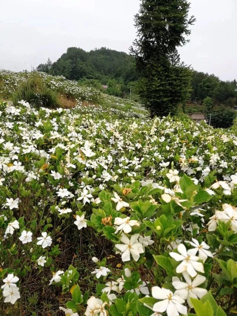 开州金峰镇漫山遍野的栀子花开了!一起去追寻初夏的味道_旅游