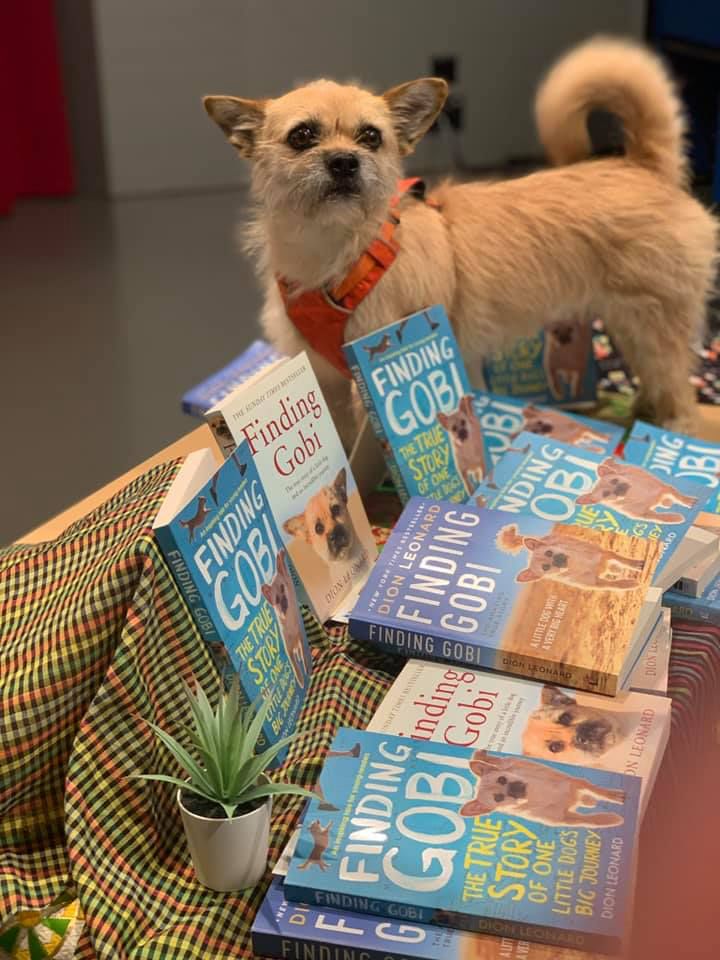 寻找gobi你陪我跑过大漠戈壁我飘洋过海来寻你