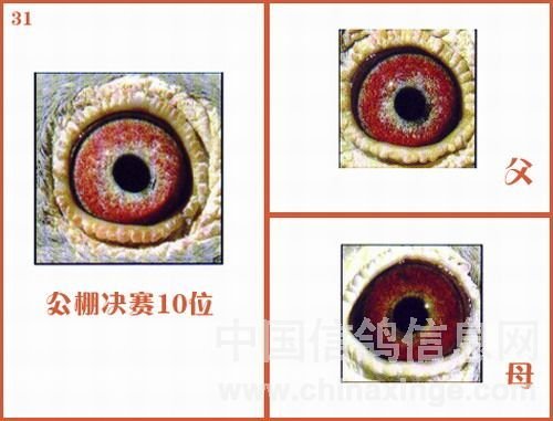 公棚冠军父母配对眼图图片