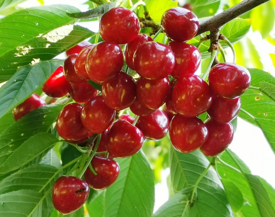 山海关一沟大樱桃换来半坡别墅