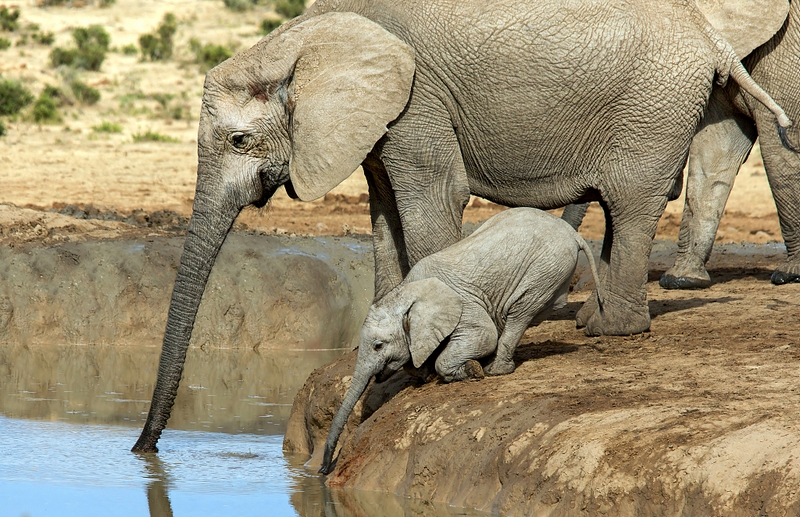 南非阿多大象国家公园,大象妈妈带小象去喝水,但是小象鼻子太短,试了