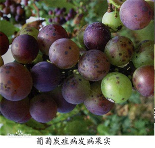 葡萄炭疽病怎么治