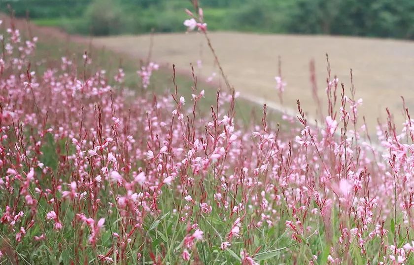 不要门票!绵竹新发现一大片粉色花海!马上要被占领!