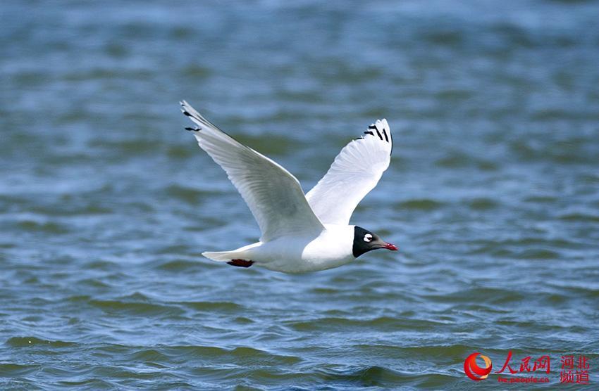 繁殖关键期 河北康保:引导公众共同守护遗鸥