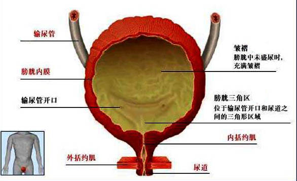 人体膀胱结构图图片