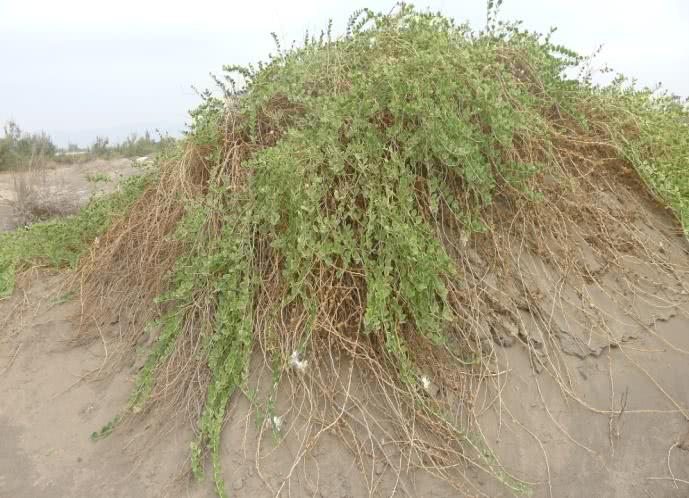 荒漠植物们静静地在广袤无垠的戈壁和沙漠中繁衍生长,用他们独特的