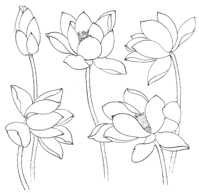 一教就会画水墨荷花
