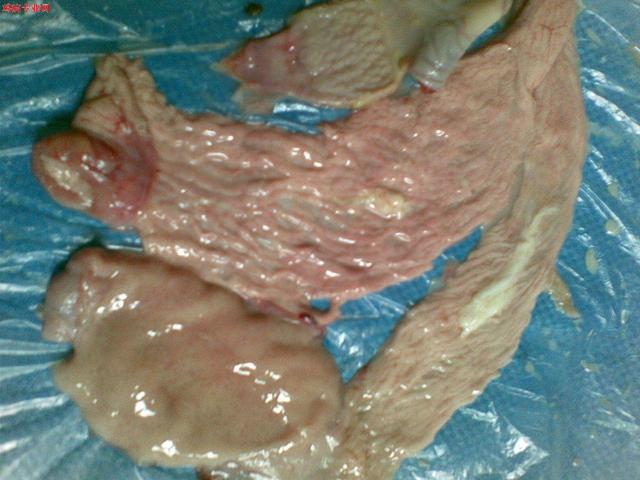 虫见愁丨蛋鸡常发病输卵管炎软壳蛋血斑蛋太多损失大