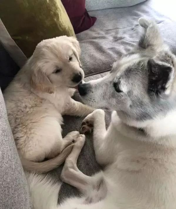 两只狗狗的爱太至情至深了,被它们感动到想哭,真渴望这样的爱